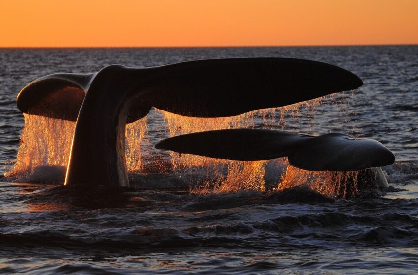  Turismo realiza una encuesta sobre la experiencia del visitante en Península Valdés
