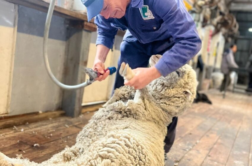  El Gobierno de la Provincia supervisa zafra de esquila en Chubut