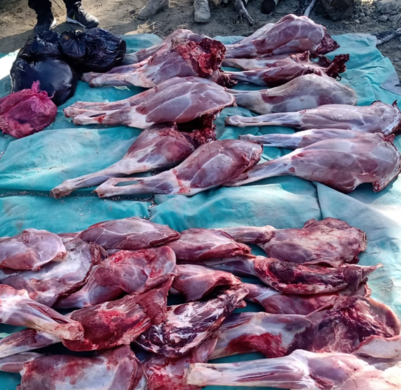  Secuestran carne de guanaco por ser ilegalmente cazada