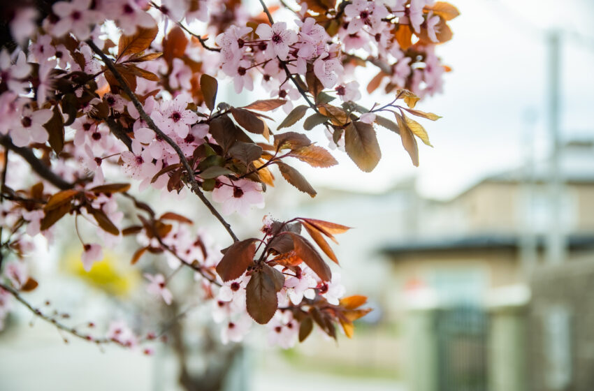  EL MUNICIPIO DE RADA TILLY IMPULSA EL PLAN “ARBOLANDO RADA TILLY”
