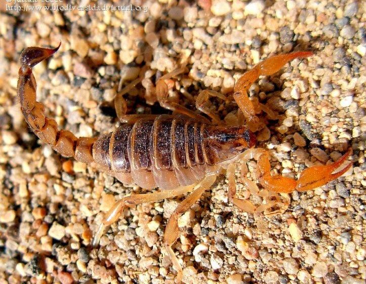  Salud recordó la importancia de extremar cuidados para evitar picaduras o mordeduras de animales ponzoñosos en Chubut