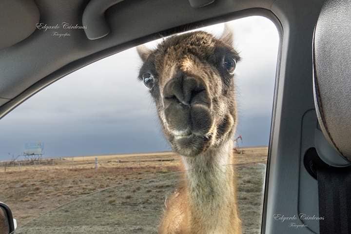  HERMOSO ENCUENTRO DE UN FOTÓGRAFO EN PLENO VIAJE CON UN GUANACO.