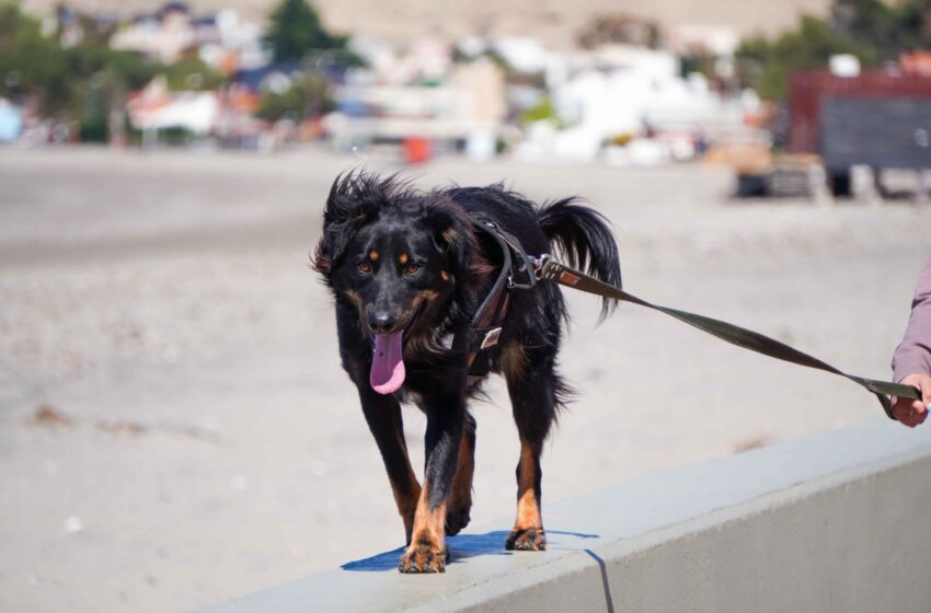 RADA TILLY AMPLÍA EL SERVICIO DE ESTERILIZACIÓN DE PERROS Y GATOS