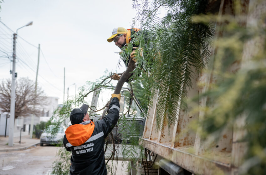  UN REGISTRO DE PODADORES PARA MEJORAR LA GESTIÓN DE LOS RESIDUOS VERDES
