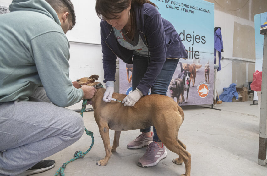  Jornada extraordinaria de castración en la sede vecinal de Km. 5