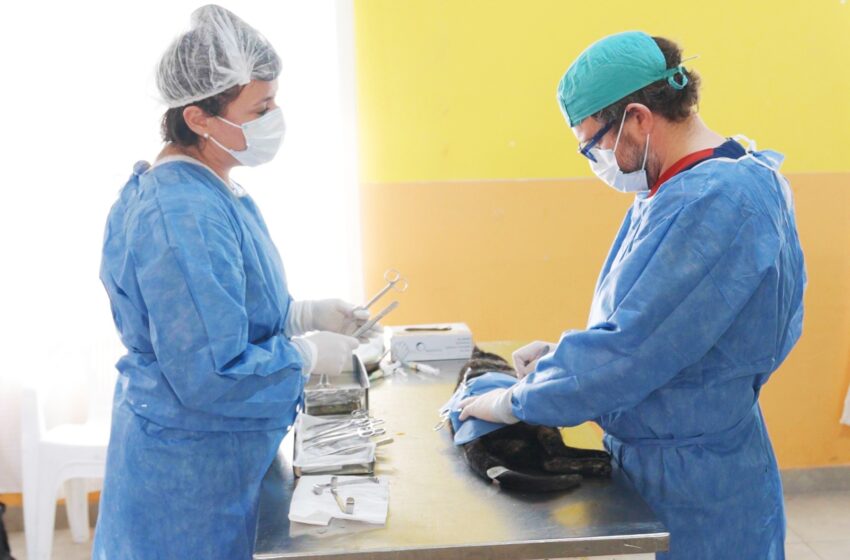  El servicio de castración municipal se encuentra brindando atención en la Vecinal del barrio San Cayetano