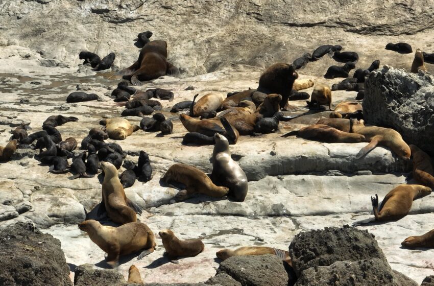  Nuevo récord de crías de lobos marinos nacidas en el Área Natural Protegida Punta Marqués