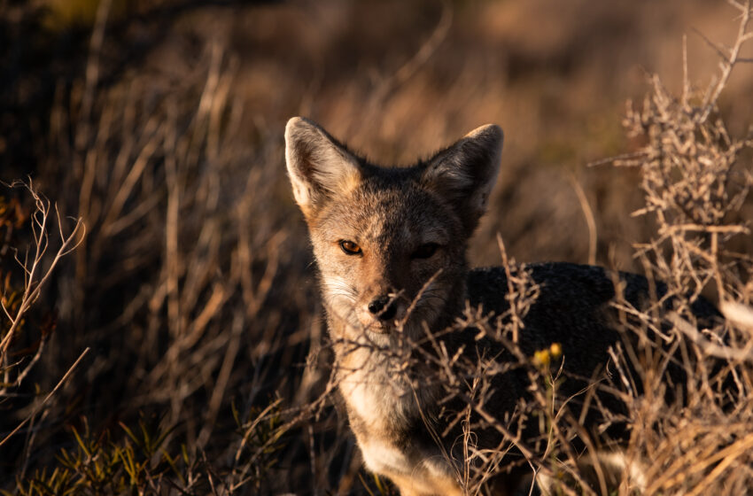  Estudian el impacto de la presencia de zorros en el ejido urbano