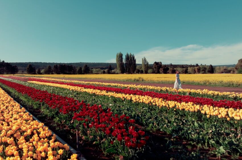  Chubut invita a disfrutar el fin de semana largo con múltiples propuestas y destinos