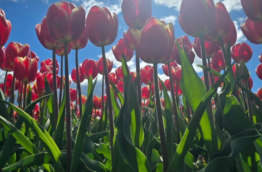  Provincia participó de la Apertura de Temporada de Tulipanes 2025