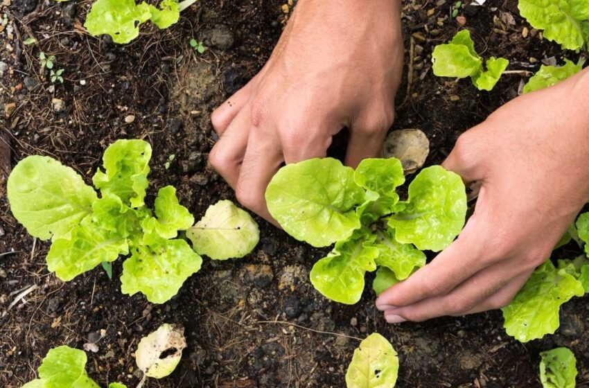  Taller de Huerta Orgánica Biointensiva en Rada Tilly: un espacio para aprender a producir alimentos de manera sustentable y sin agrotóxicos