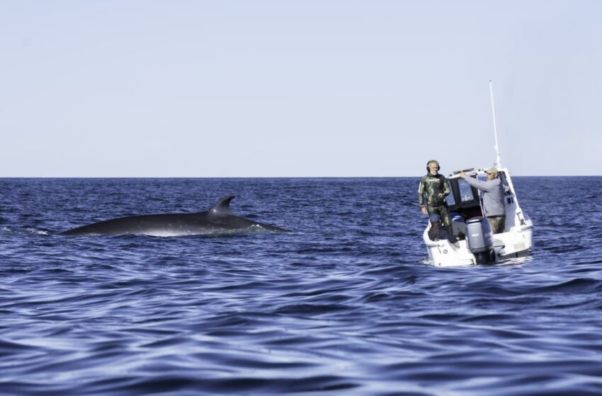  Se presentará el documental «SEI, la ballena desconocida»