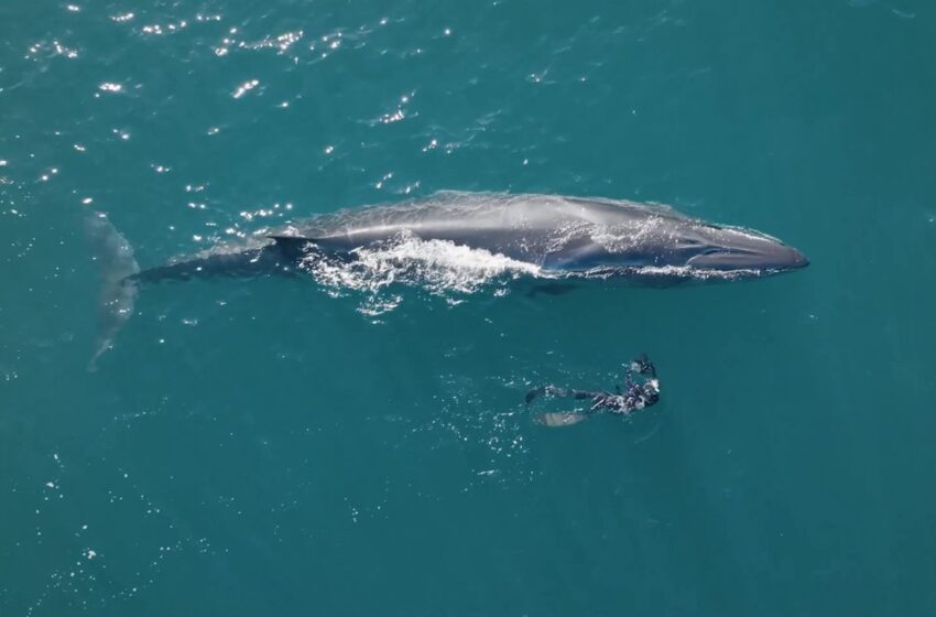  Rada Tilly lanza la temporada de verano 2025-2026 y presenta el documental SEI, la ballena desconocida