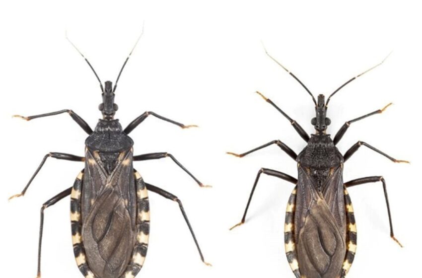  Con el apoyo de Provincia, becario realiza una investigación sobre vinchucas buscando reforzar la prevención del Chagas en Chubut