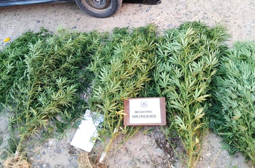  Procedimiento policial permitió el secuestro de armas de fuego y estupefacientes