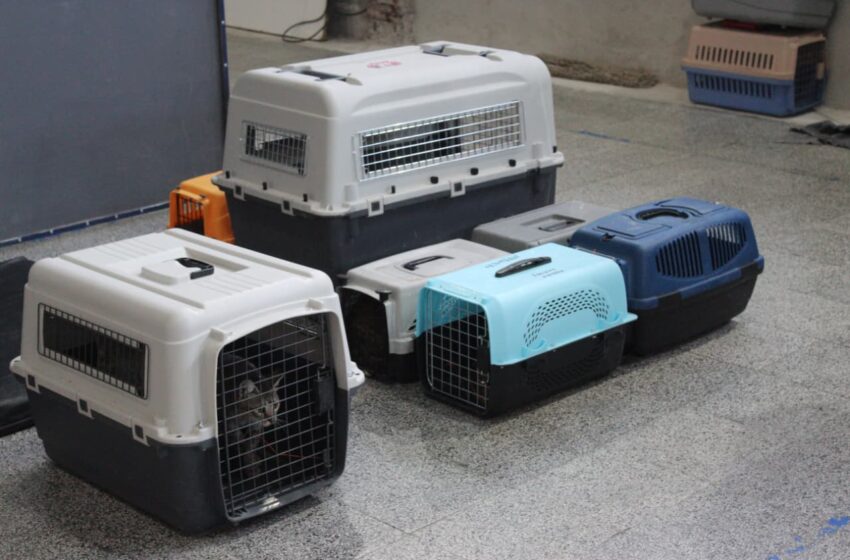  Se concretó un operativo para esterilizar felinos callejeros