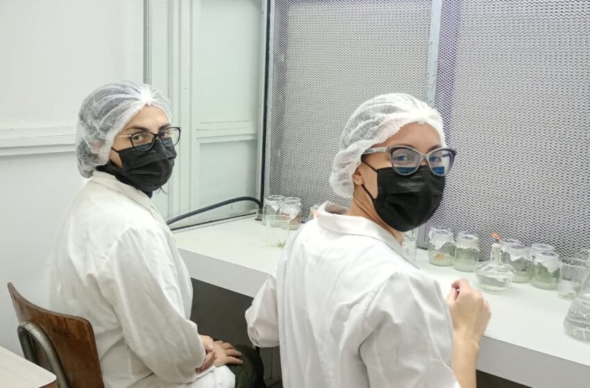  Becaria chubutense se capacita en cultivo in vitro y fortalece investigaciones sobre coníferas nativas de la Patagonia