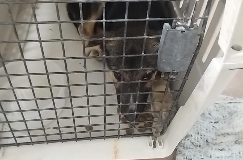  Comunicado: Ante la circulación de información falsa sobre la supuesta captura de un cachorro de puma
